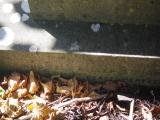 image of grave number 856482